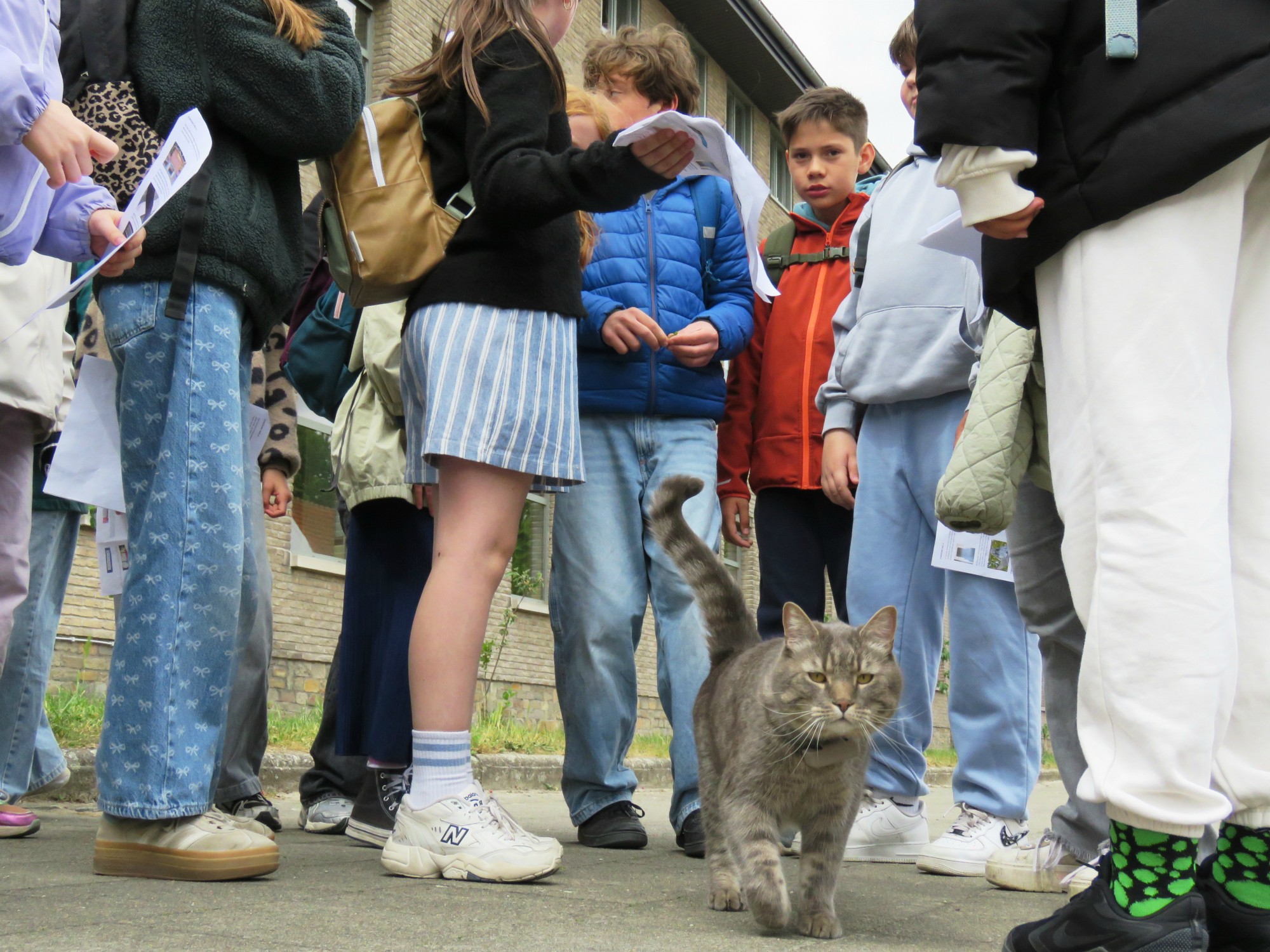 Zoektocht - En poes kwam de groep vergroten
